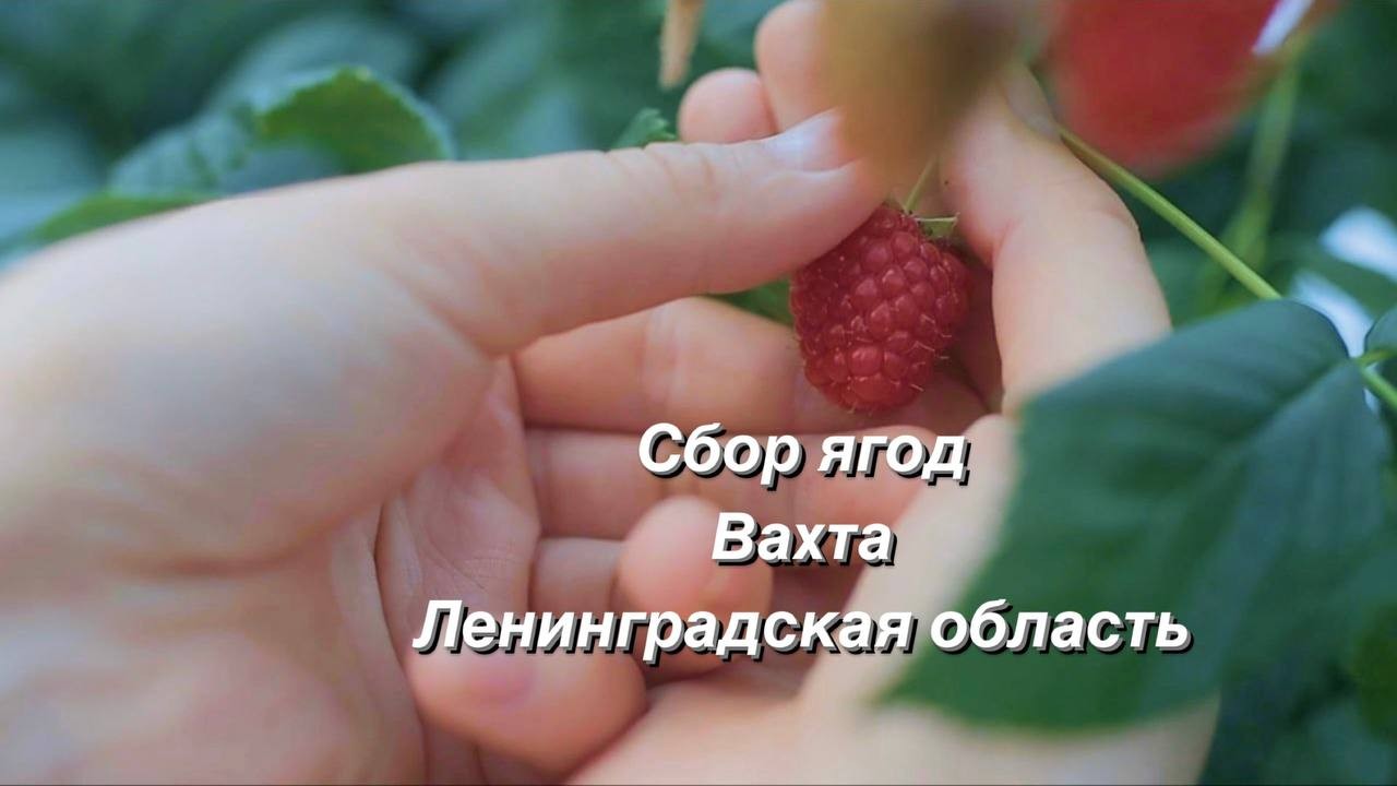 ООО "НОВО ЯГОДА"