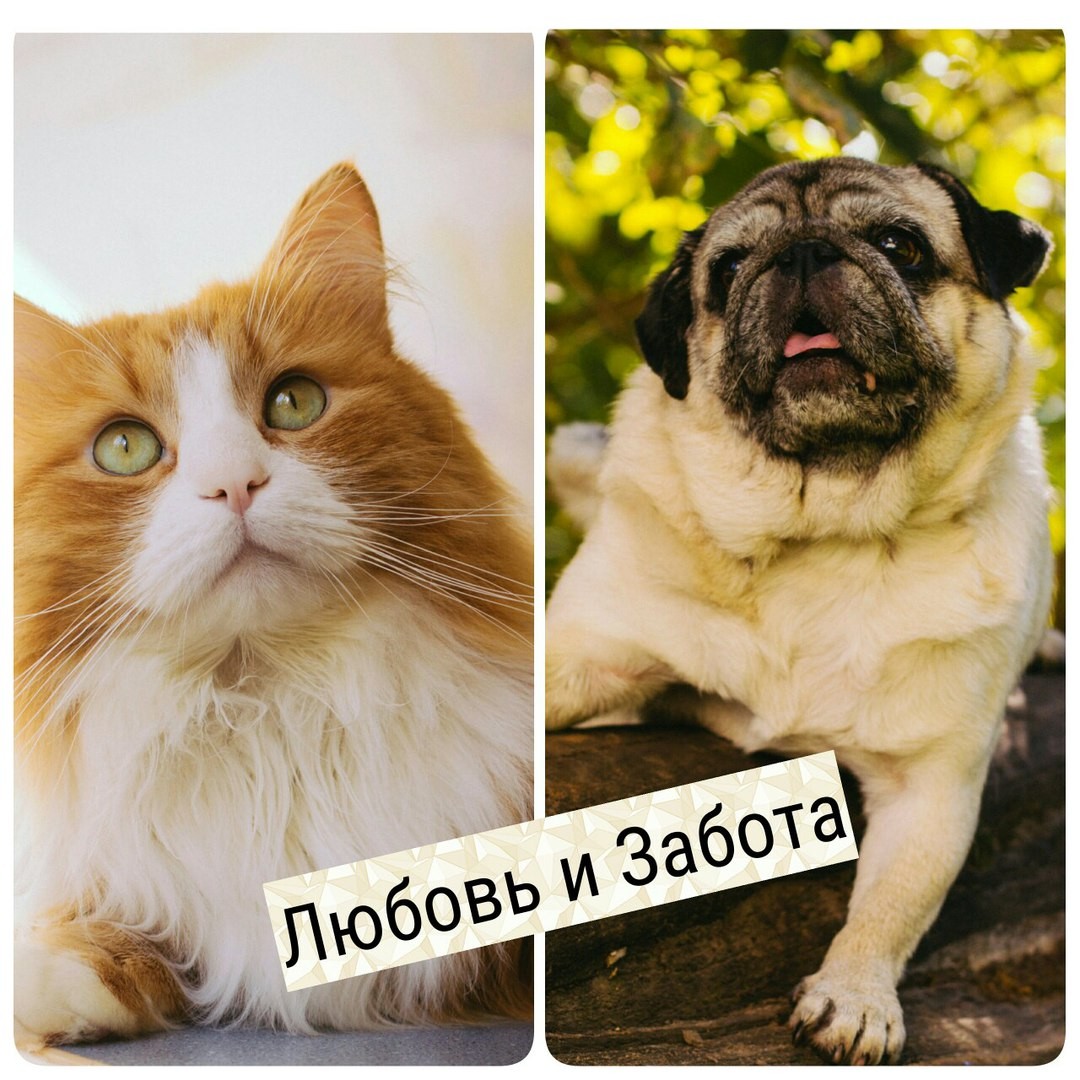 ООО "ЛЮБОВЬ И ЗАБОТА"